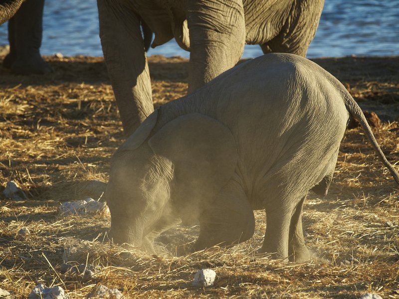 Elephant, Etosha National Park,
        Okaukuejo